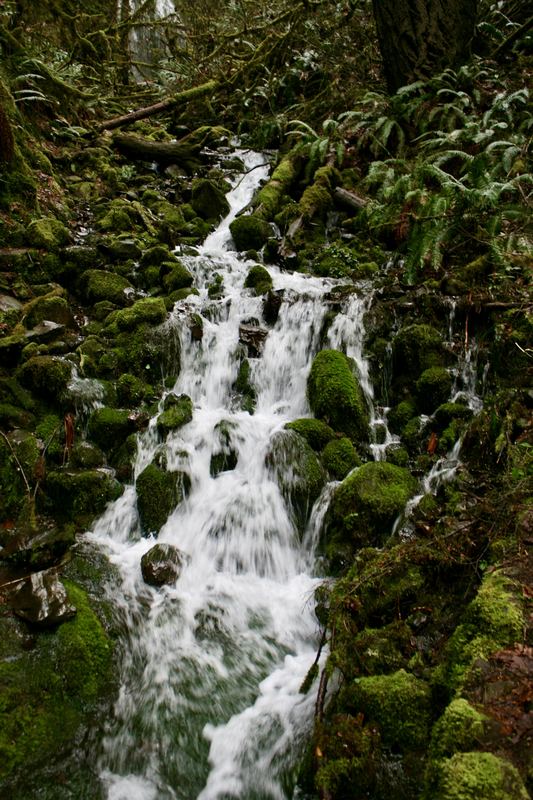 Oregon Favorites #11