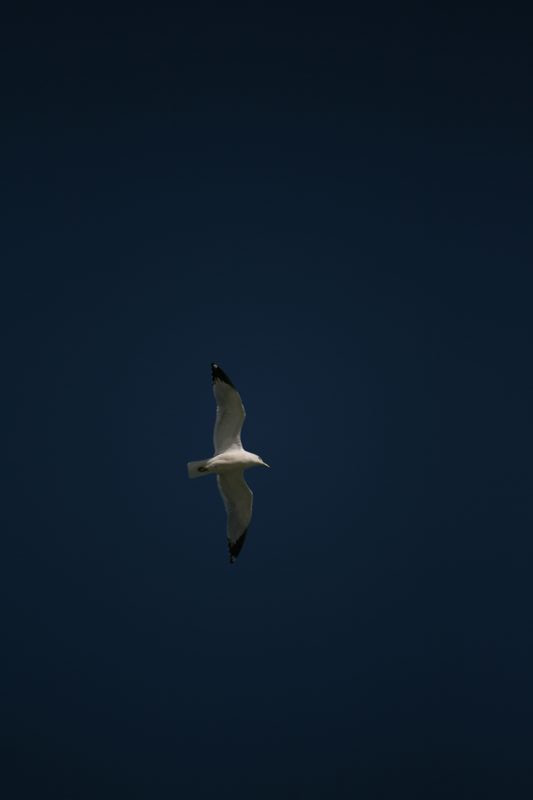 Wildlife #01