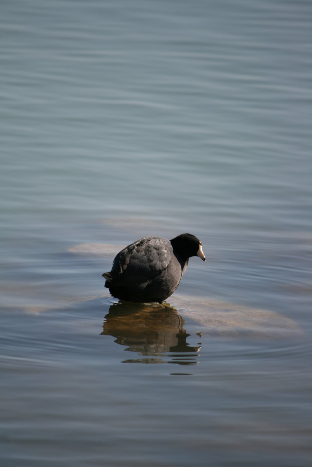 Wildlife #02