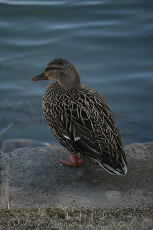 Wildlife #03