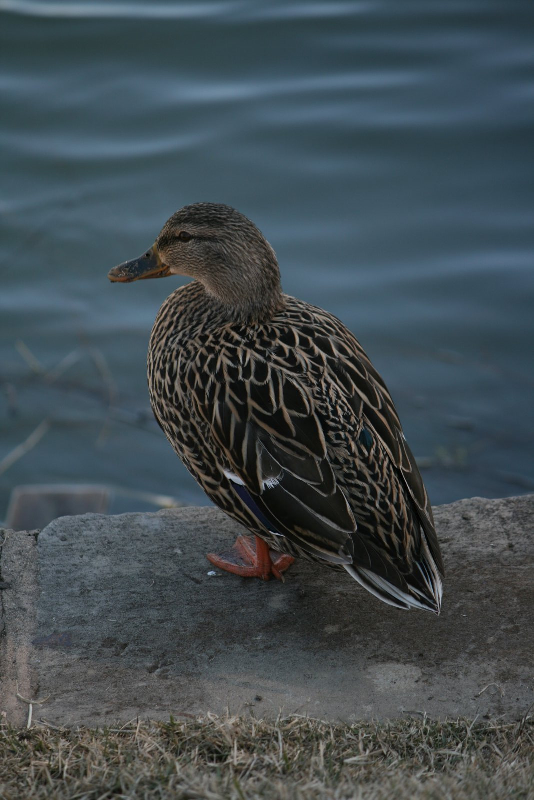 Wildlife #03