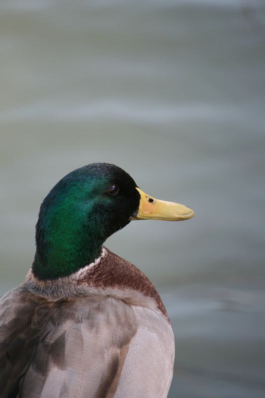 Wildlife #04