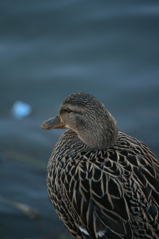 Wildlife #05