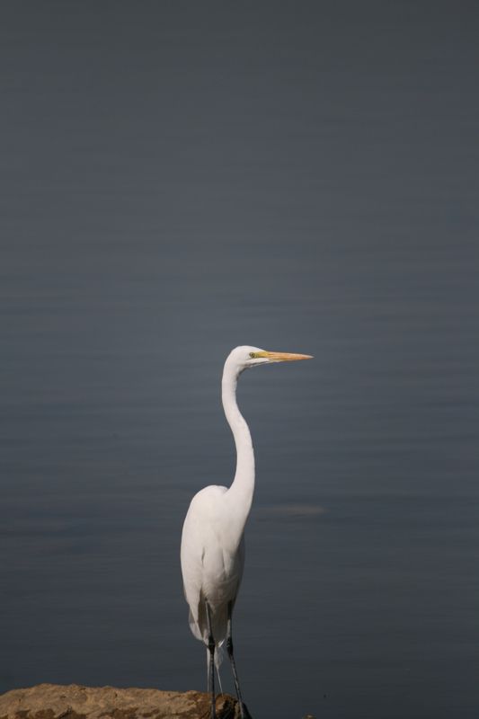 Wildlife #06