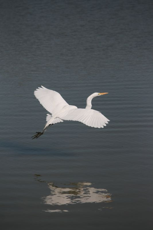 Wildlife #07