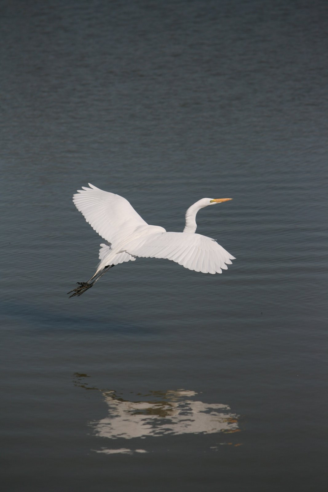 Wildlife #07