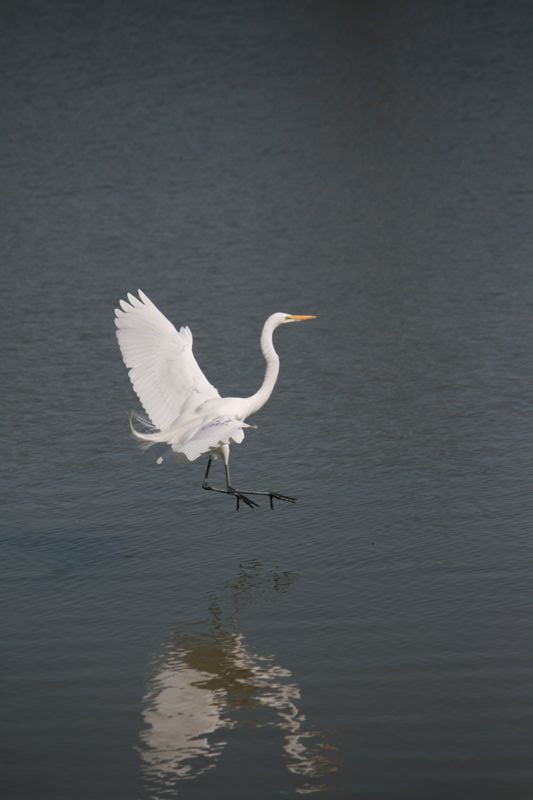 Wildlife #08