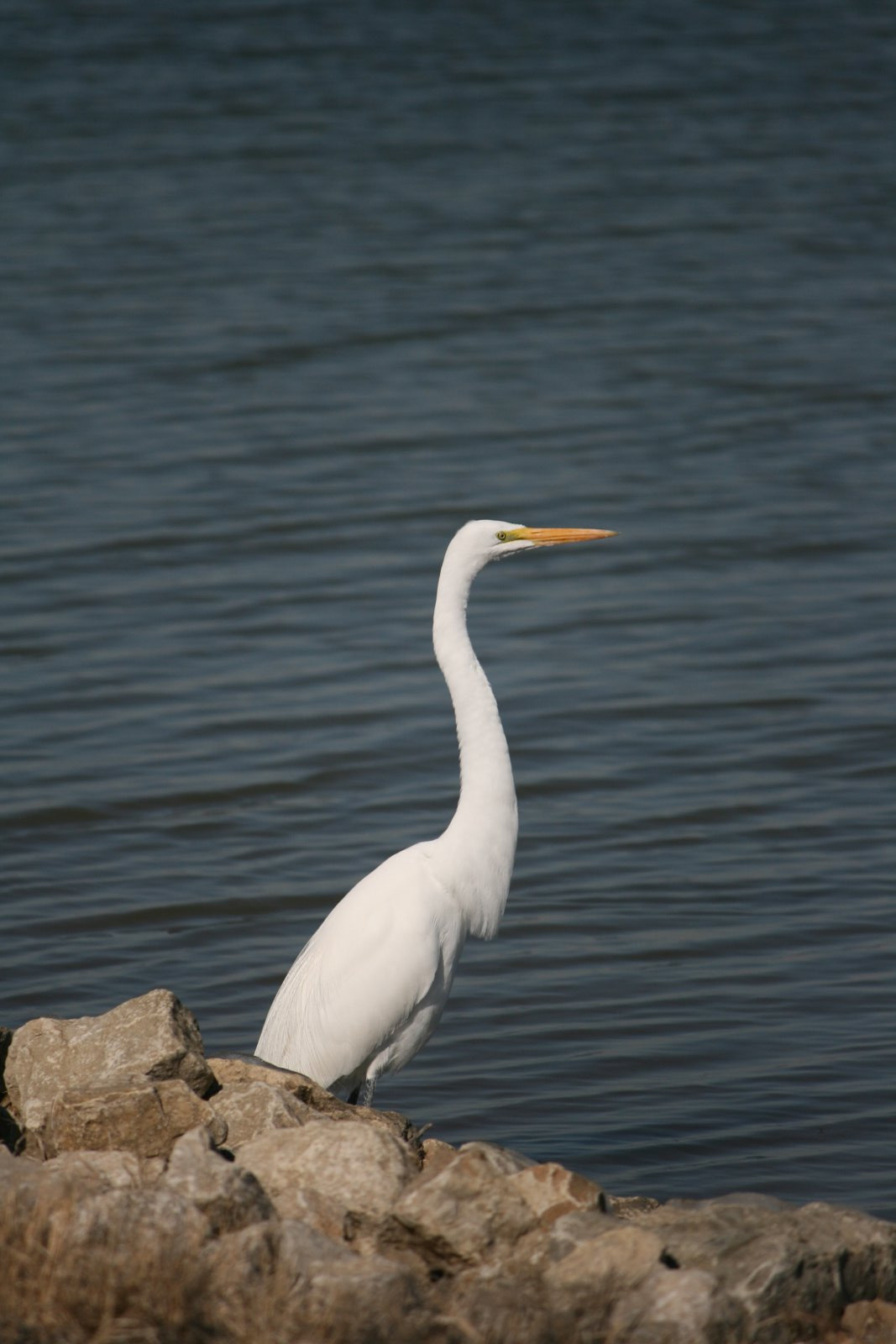 Wildlife #09