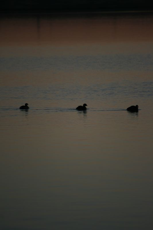 Wildlife #10