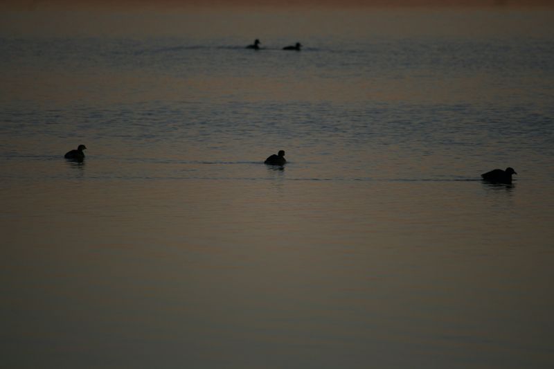Wildlife #11