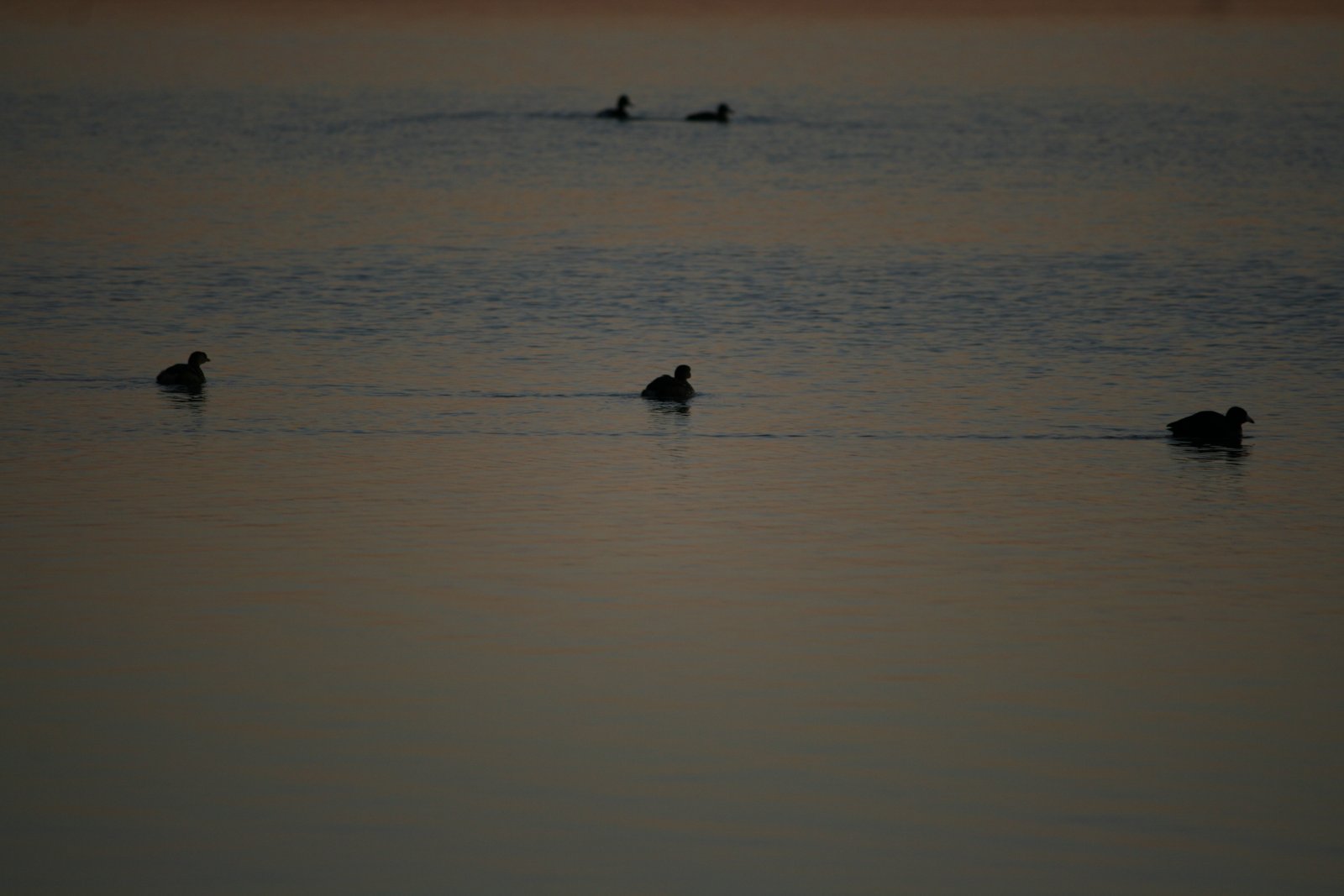 Wildlife #11