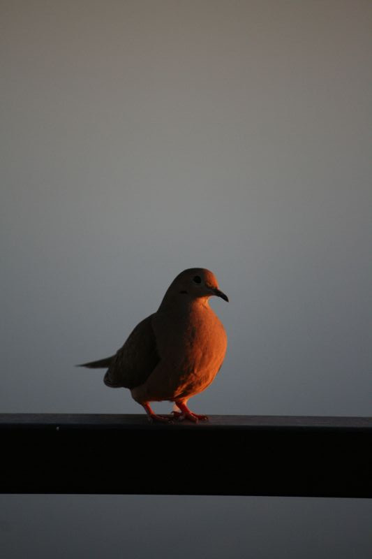 Wildlife #12