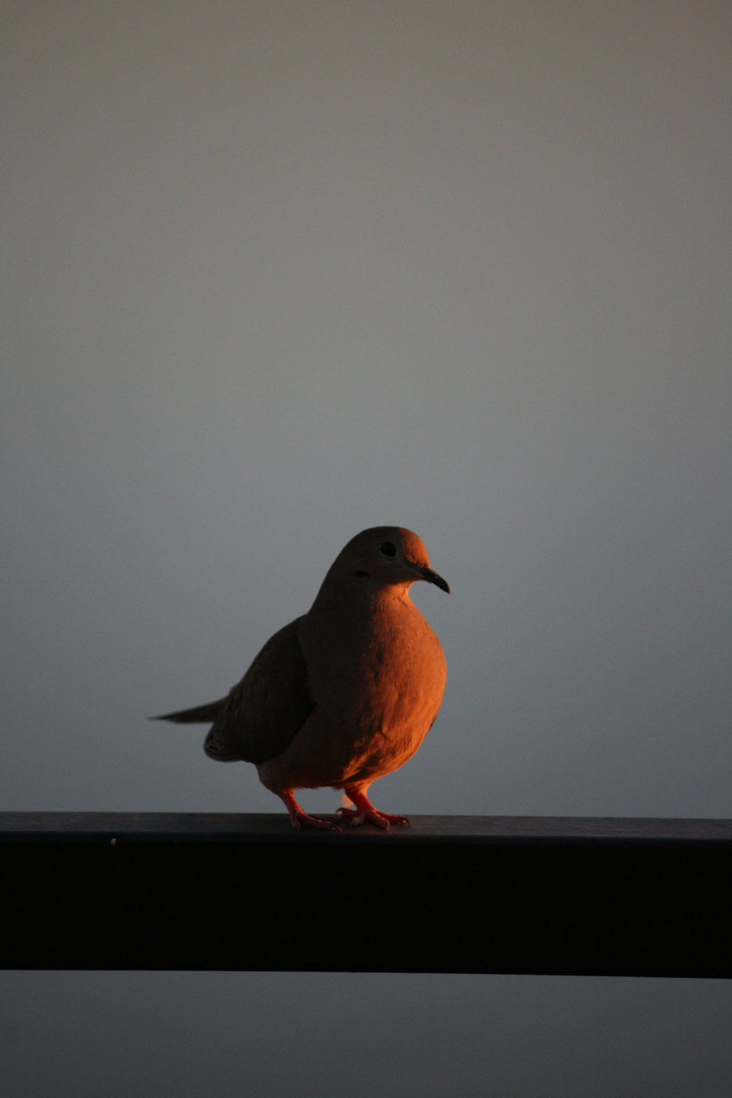 Wildlife #12