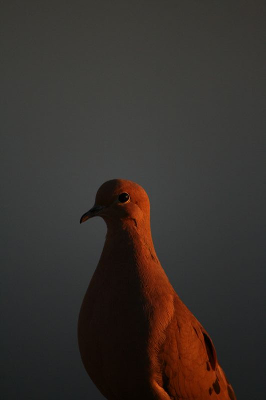 Wildlife #13
