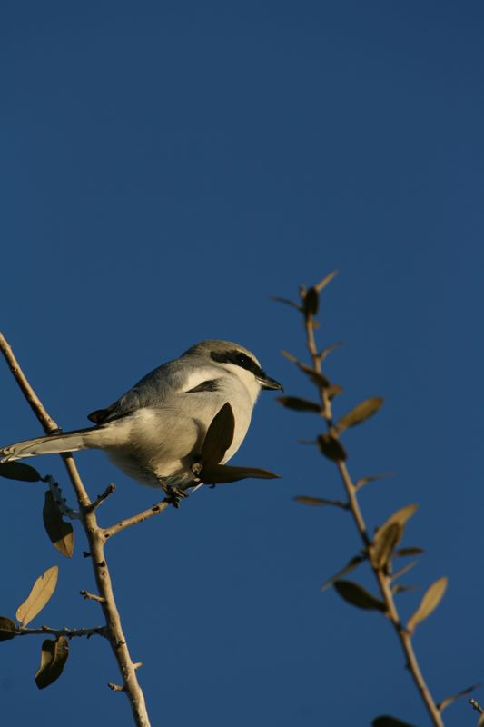Wildlife #15