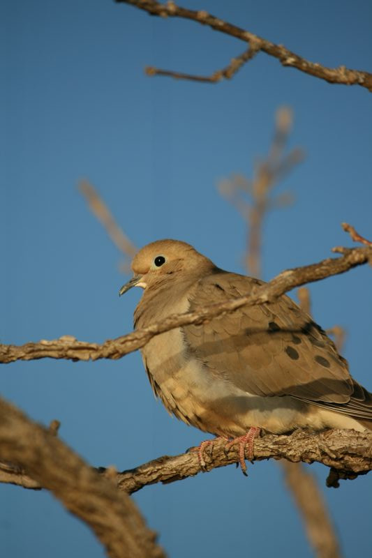 Wildlife #16
