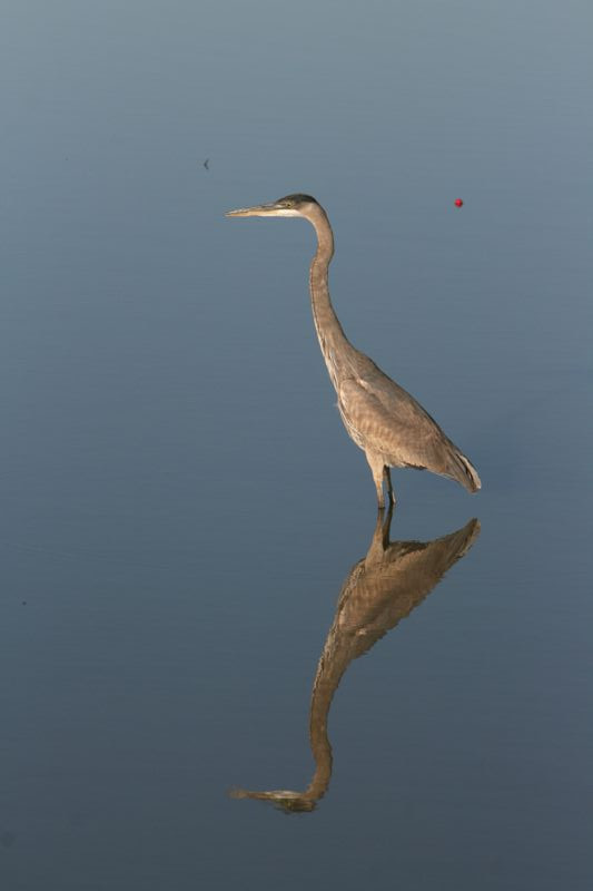 Wildlife #17