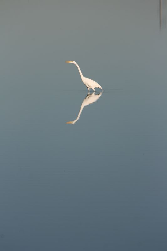 Wildlife #18