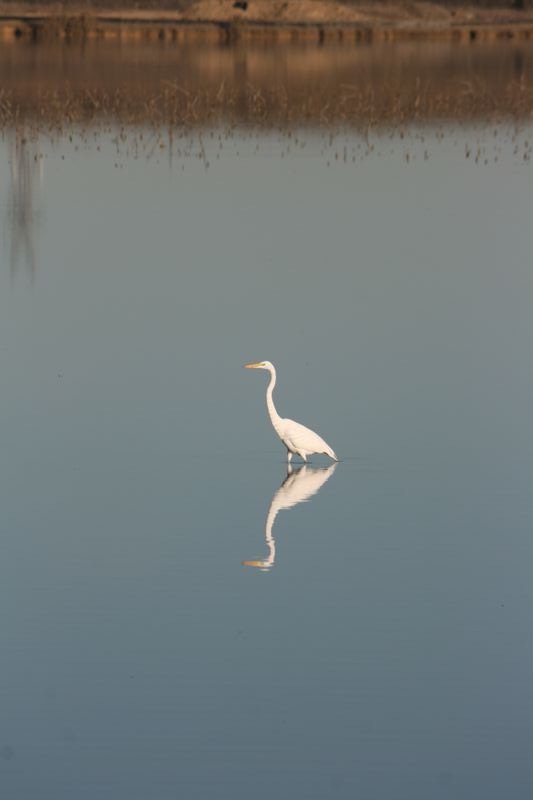 Wildlife #19