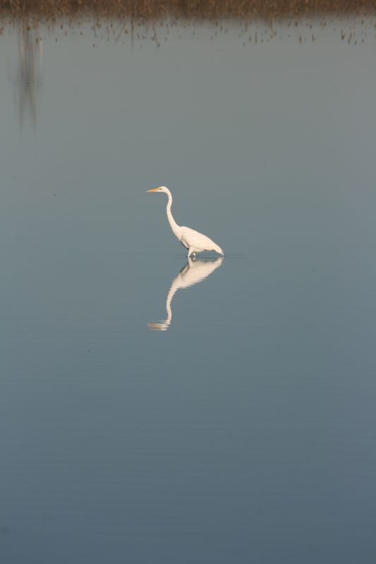 Wildlife #20