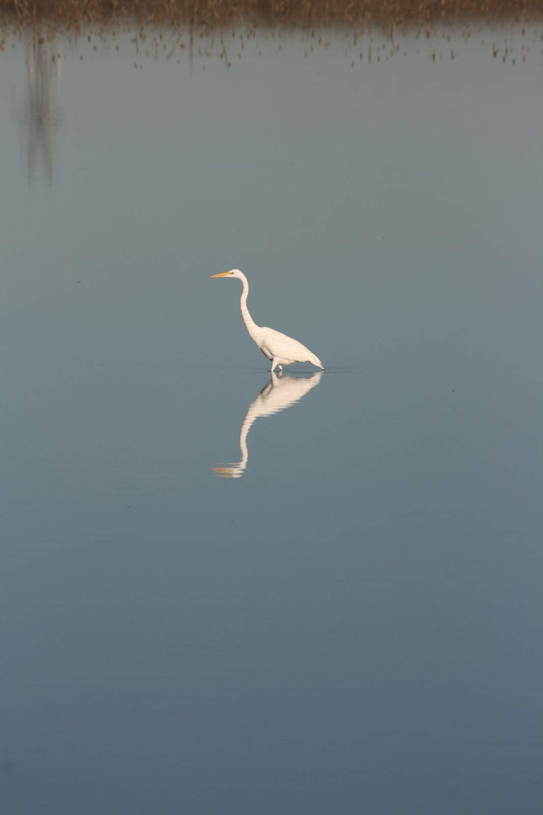 Wildlife #20